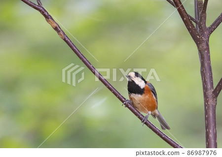 Varied tit, a dexterous bird that imitates singing and performs tricks Varied tit, a dexterous bird that imitates singing and performs tricks 86987976