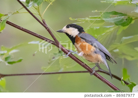 Varied tit, a dexterous bird that imitates singing and performs tricks Varied tit, a dexterous bird that imitates singing and performs tricks 86987977