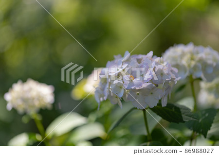 雨季繡球花盛開的多葉花 86988027