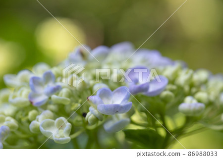 雨季繡球花盛開的多葉花 86988033