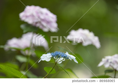 Many-leaf flowers blooming in the rainy season Hydrangea Many-leaf flowers blooming in the rainy season Hydrangea 86988065