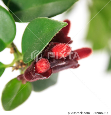Bud of foliage plant, Esquinanthus mona Lisa [white background] 86988084