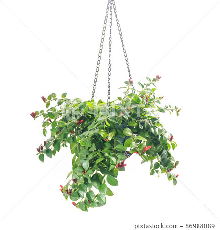 觀葉植物盆栽，Esquinanthus mona Lisa [白色背景] 86988089