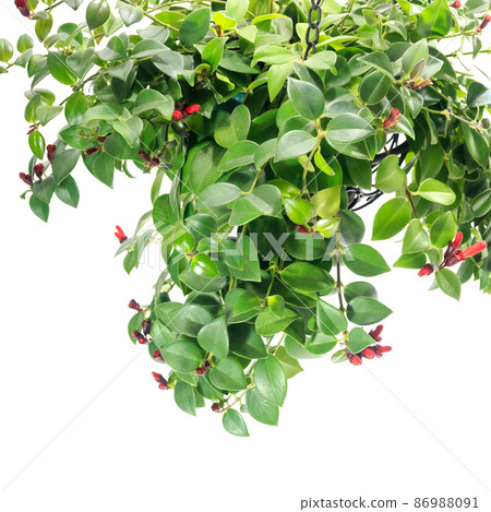 觀葉植物盆栽，Esquinanthus mona Lisa [白色背景] 86988091