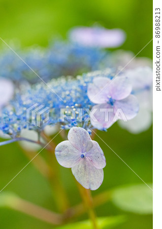 雨季繡球花盛開的多葉花 86988213