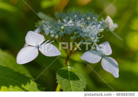 Many-leaf flowers blooming in the rainy season Hydrangea 86988360