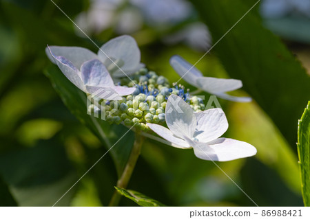 Many-leaf flowers blooming in the rainy season Hydrangea 86988421