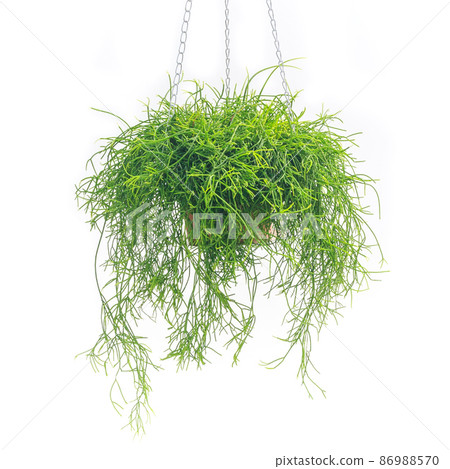 仙人掌盆栽植物，Rhipsalis capiliformis [白色背景] 86988570