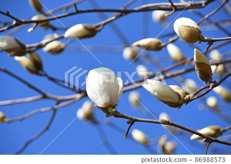 Haku Mokuren（Shiraki Ren） 86988573