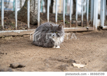 A gray and white fluffy cat sits on the street by the sidewalk. A beautifully groomed animal outside. No people A gray and white fluffy cat sits on the street by the sidewalk. A beautifully groomed animal outside. No people 86988599