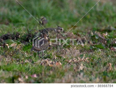 Winter wild bird lapwing Winter wild bird lapwing 86988784