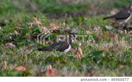 冬季野鳥匍匐 冬季野鳥匍匐 86988877