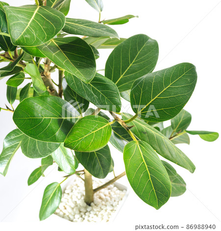 孟加拉榕樹葉、觀葉植物和滿足你願望的樹 [白色背景] 86988940