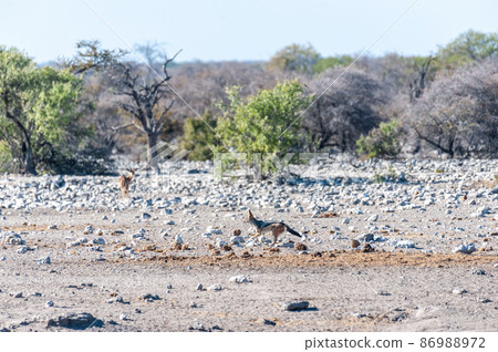 A jackal on the hunt A jackal on the hunt 86988972