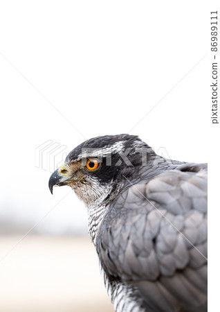 蒼鷹猛禽 蒼鷹猛禽 86989111