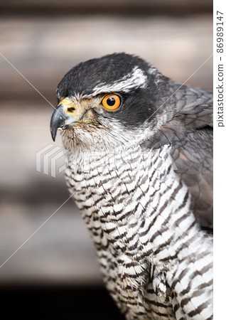 蒼鷹猛禽 蒼鷹猛禽 86989147