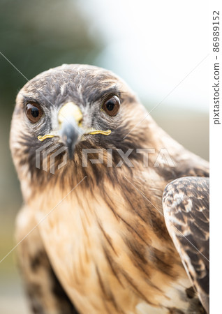 Buzzard bird of prey Buzzard bird of prey 86989152
