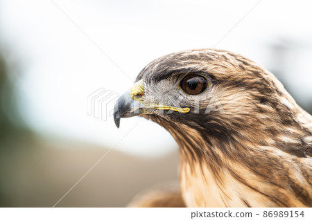 Goshawk raptors Goshawk raptors 86989154