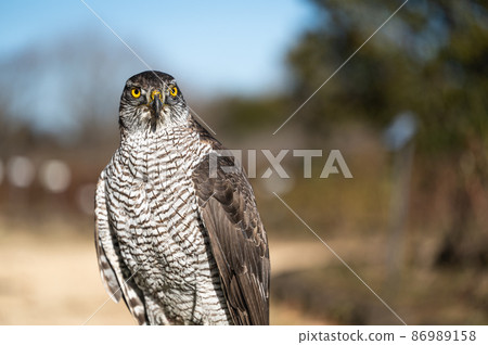 Goshawk raptors 86989158