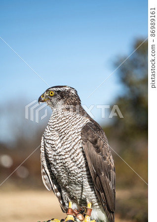 Goshawk raptors 86989161