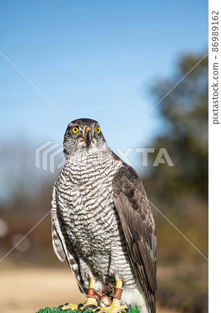 Goshawk raptors 86989162