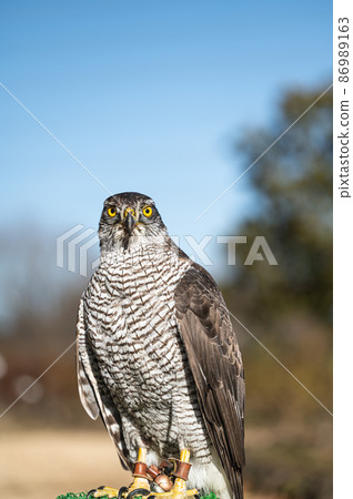 Goshawk raptors 86989163