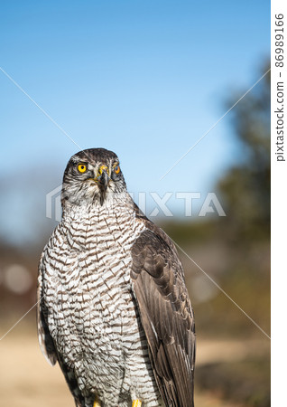 Goshawk raptors 86989166