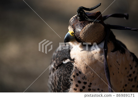 Peregrine falcon raptors wearing a hood 86989171