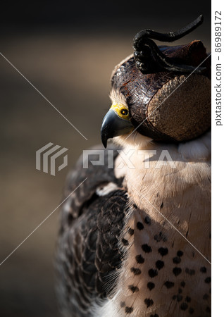 Peregrine falcon raptors wearing a hood 86989172