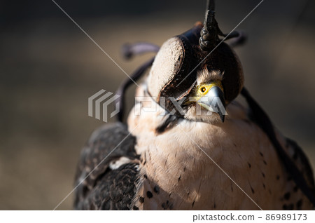 戴著兜帽的遊隼猛禽 86989173