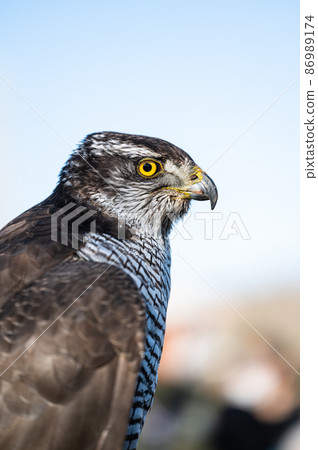 Goshawk raptors 86989174