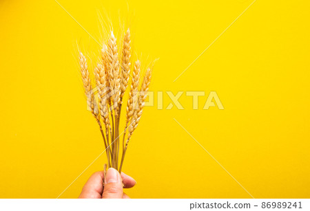 Hand holding gold dry wheat straws spikes close-up on yellow  background 86989241