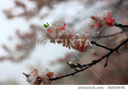 Hanamomo no Sato moist and wet in the morning mist Hanamomo no Sato moist and wet in the morning mist 86989446