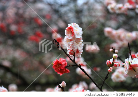 Hanamomo no Sato moist and wet in the morning mist Hanamomo no Sato moist and wet in the morning mist 86989449