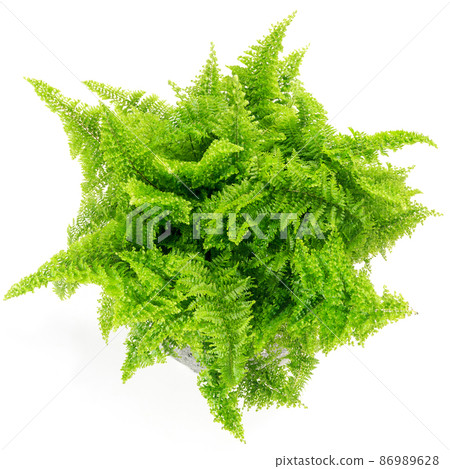 Leaves of foliage plant, Scotch moss (Nephrolepis Scotty) [white background] 86989628