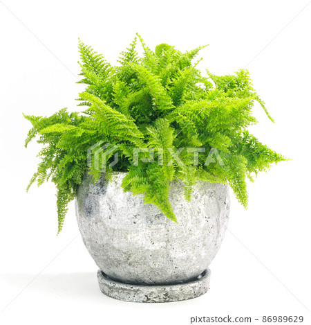 觀葉植物盆栽，蘇格蘭苔蘚 (Nephrolepis Scotty) [白色背景] 86989629