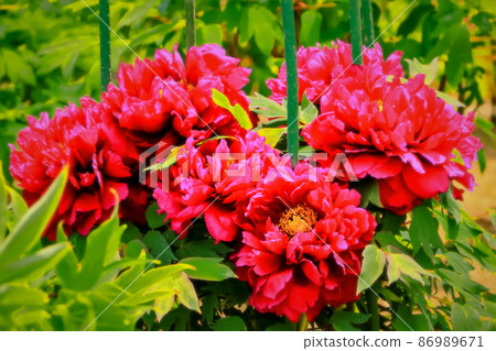華麗的牡丹花盛開 86989671