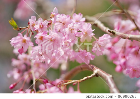 Sakura that shines in the Japanese garden Sakura that shines in the Japanese garden 86990263