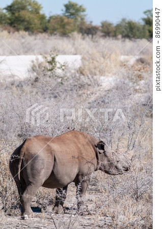 Black Rhinoceros Browsing under a tree. 86990447