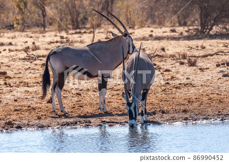 Orynx drinking from a waterhole Orynx drinking from a waterhole 86990452