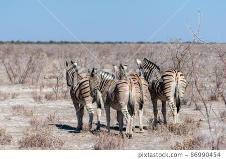 Burchell zebra -Equus quagga burchelli- Grazing on the plains of Etosha 86990454