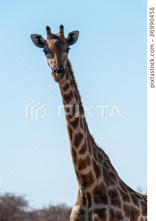 Closeup of a giraffe 86990458