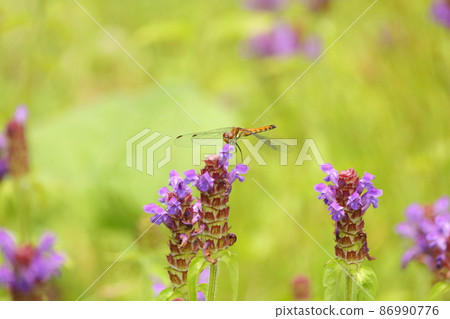 棲息在高山植物上的昆蟲景觀 86990776