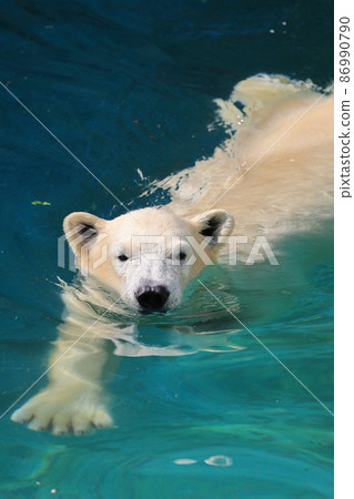 Polar bear swimming in the water 86990790