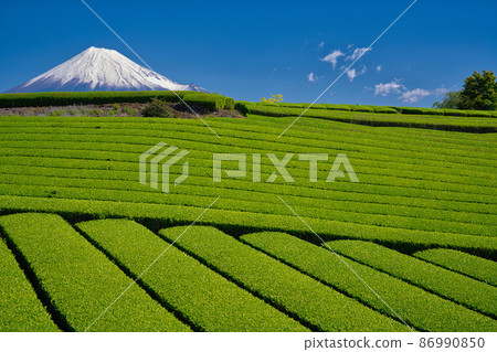 [靜岡縣] 5月·富士山和藍天茶園，您可以充分享受大自然 86990850