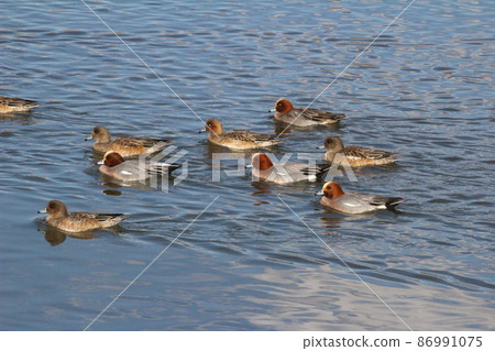 A flock of wigeons swimming in the Motoara River in Hasuda City, Saitama Prefecture, Japan 86991075