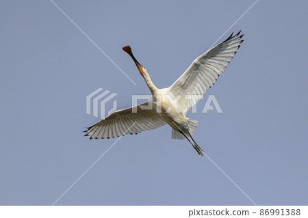 Spoonbill flying directly above Spoonbill flying directly above 86991388