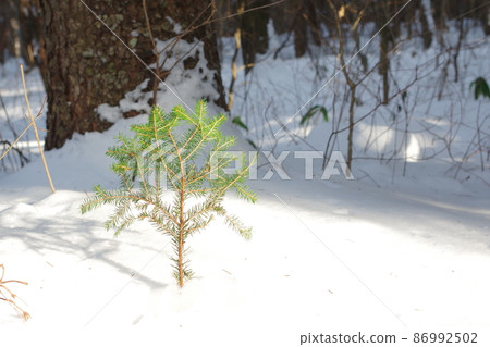 Trees in the snow Trees in the snow 86992502