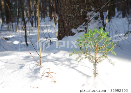 Trees in the snow Trees in the snow 86992503