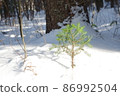 在雪中的樹木 86992504